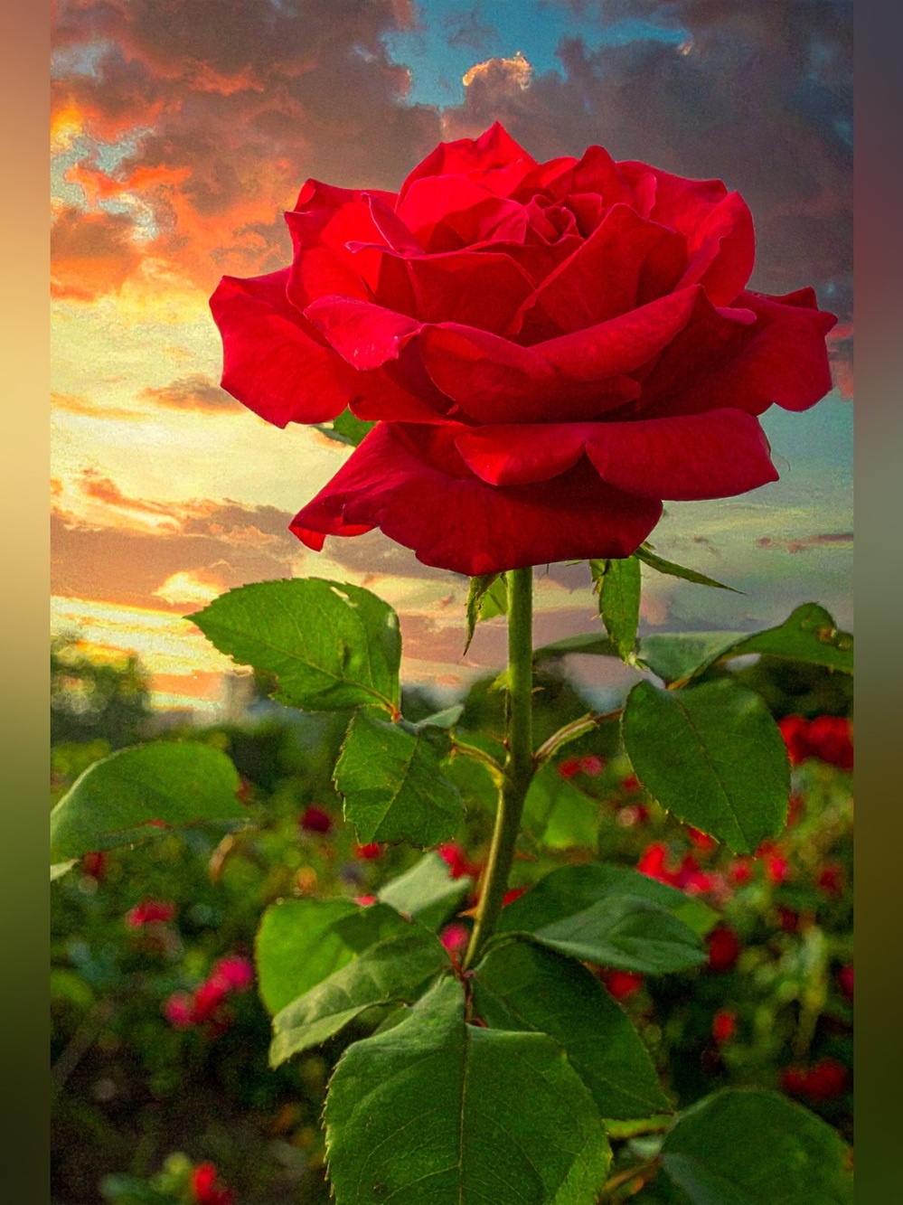 Vibrant Red Rose Photography Print - Brand
